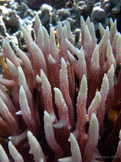 17- Madrepore Seriatopora histrix - Ilot Gi.JPG
